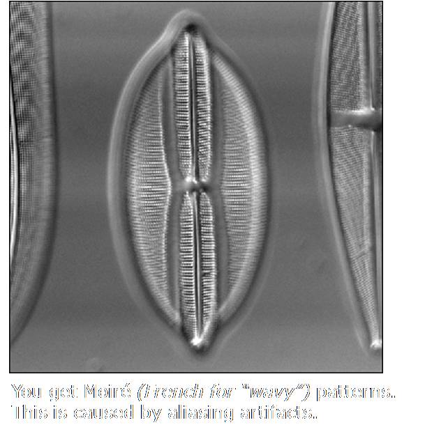 Figure: Diatom (After resizing)